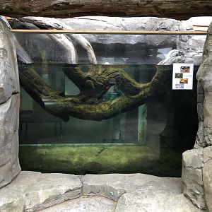 Pacific lamprey exhibit