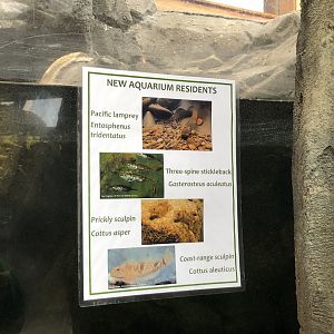 Pacific lamprey exhibit signage
