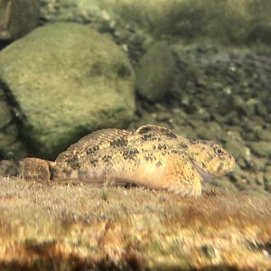 Coastrange sculpin
