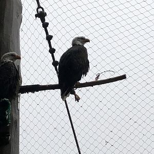 Northern bald eagles