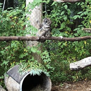 Winky the northern spotted owl