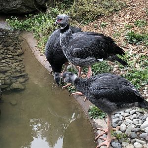 Crested screamer family