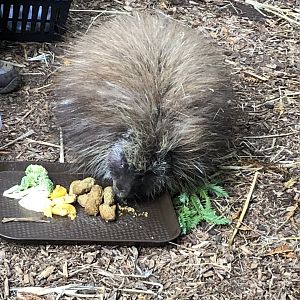 Dorsie the North American porcupine