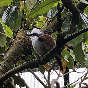 White-crested laughingthrush