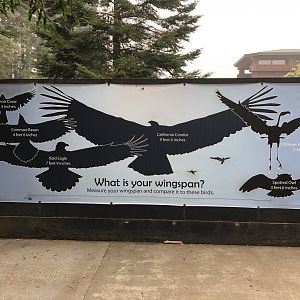 What is your wingspan?