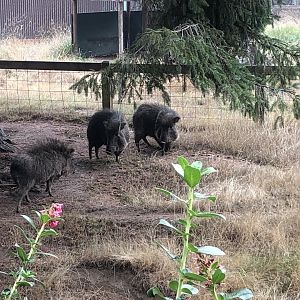 Chacoan peccary