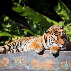 Tiger (Panthera tigris)