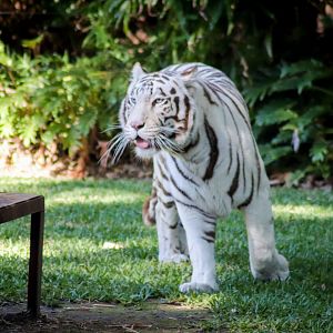 White Tiger (Panthera tigris)