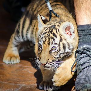 Tiger Cub (Panthera tigris)