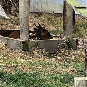 Jack the North Indian muntjac