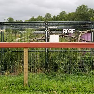 3 Palms Zoo: Raccoon exhibit