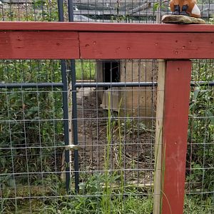 3 Palms Zoo: den in "silver" fox exhibit