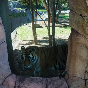 Tiger Island - Side Viewing Window