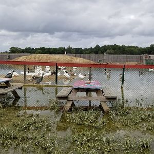 3 Palms Zoo: large water birds