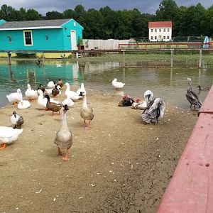 3 Palms Zoo: large water birds, including 2 pelicans