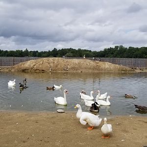 3 Palms Zoo: large water birds