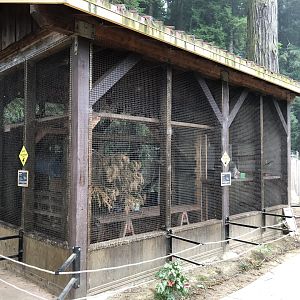 Northern raccoon exhibit