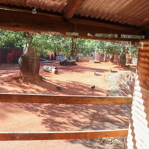Red Kangaroo/ Emu Enclosure