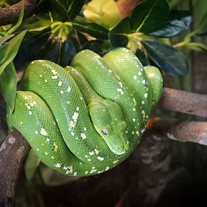 Green Tree Python (Morelia viridis)