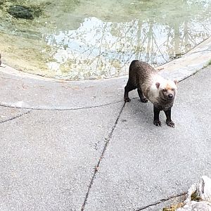 Nowak and Perrito the bush dogs