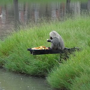 Goiânia zoo - hamadryas baboon island