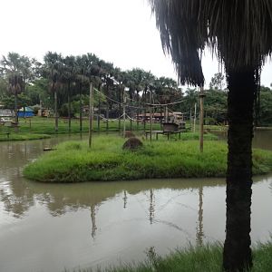 Goiânia zoo - hamadryas baboon island