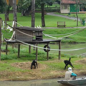 Goiânia zoo - spider monkey feeding time