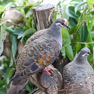 Common Bronzewings (Phaps chalcoptera)
