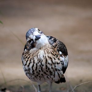 Bush Stone Curlew (Burhinus grallarius)