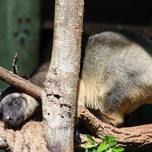 Lumholtz's Tree Kangaroo (Dendrolagus lumholtzi)