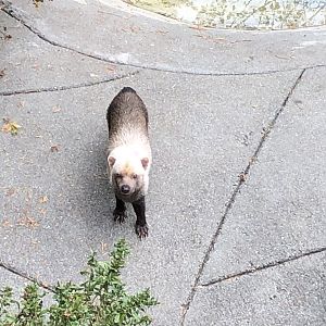 Perrito the bush dog