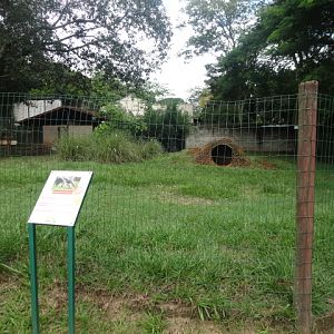 Goiânia zoo - giant-anteater exhibit