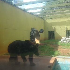 Goiânia zoo - grizzly-bear exhibit