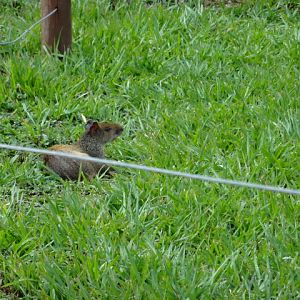 Goiânia zoo - wild agouti