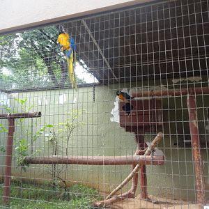 Goiânia zoo - blue-and-yellow-macaw aviary