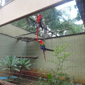 Goiânia zoo - scarlet macaw aviary