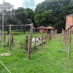 Goiânia zoo - former (and abandoned) giraffe and zebra exhibits