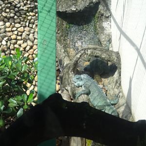 Goiânia zoo - Iguana exhibit