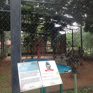 Goiânia zoo - harpy-eagle aviary