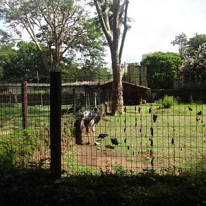 Goiânia zoo - ostrich exhibit