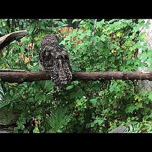 Owl plays with her food