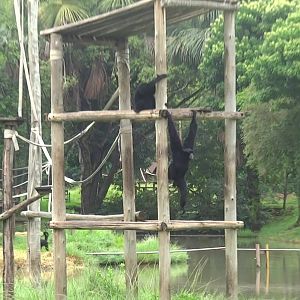 Goiânia zoo - siamangs in their islands