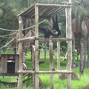 Goiânia zoo - siamangs in their islands