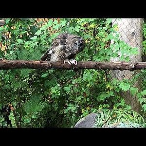 Owl decapitates her food (semi-graphic)