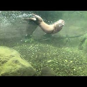 North American river otters feeding