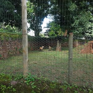Goiânia zoo - maned wolf exhibit