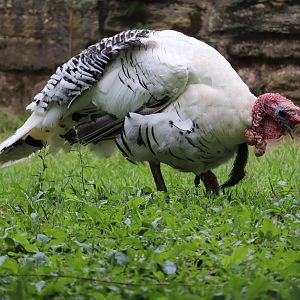 Philadelphia Zoo - Royal Palm Turkey