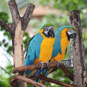 Bird Valley - Blue and Gold Macaw