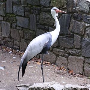 Bird Valley - Wattled Crane
