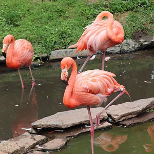 Bird Valley - Caribbean Flamingo